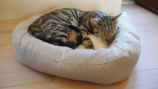 Rosewood Dotty Cat Bed - Image 3