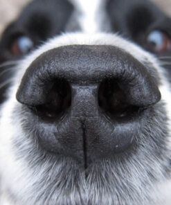 Alternative view of Gizzls CBD Balm for Dogs and Cats