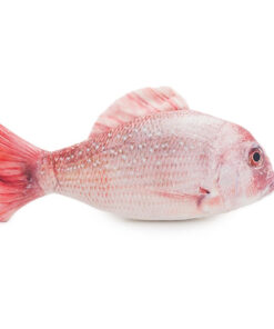 Jolly Moggy Catnip Red Snapper