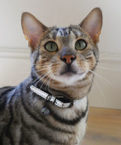 Alternative view of Classic Silver Cat Collar