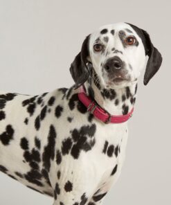Rosewood Joules Pink Leather Dog Collars