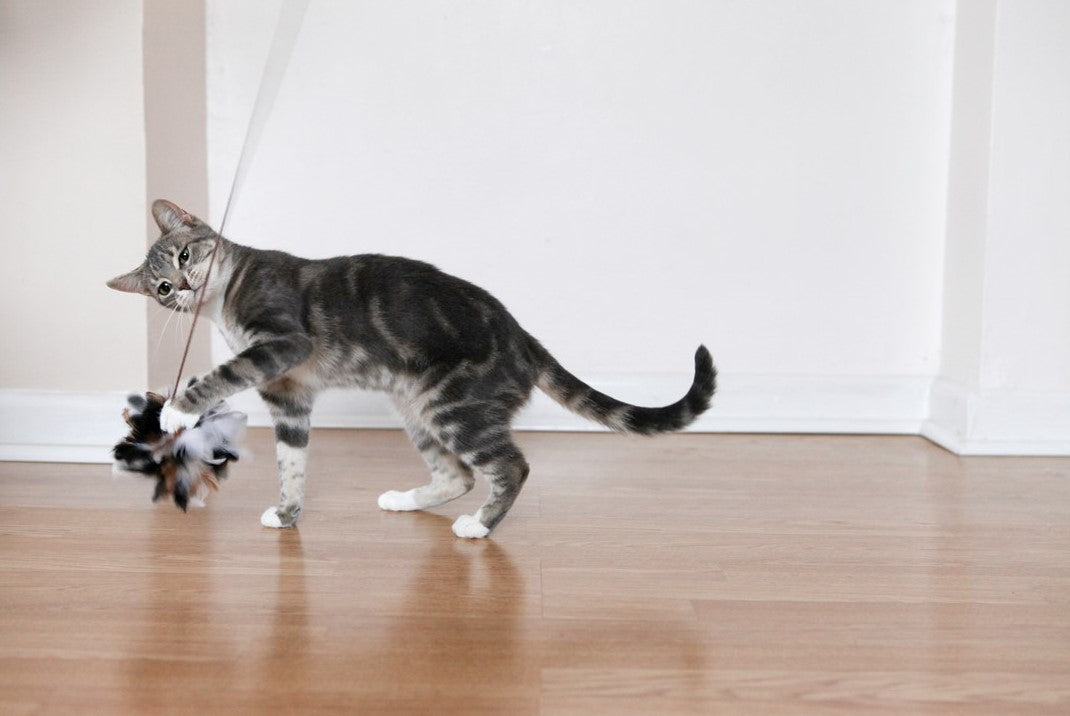 Jolly Moggy Natural Wild Feather Teaser - Image 3