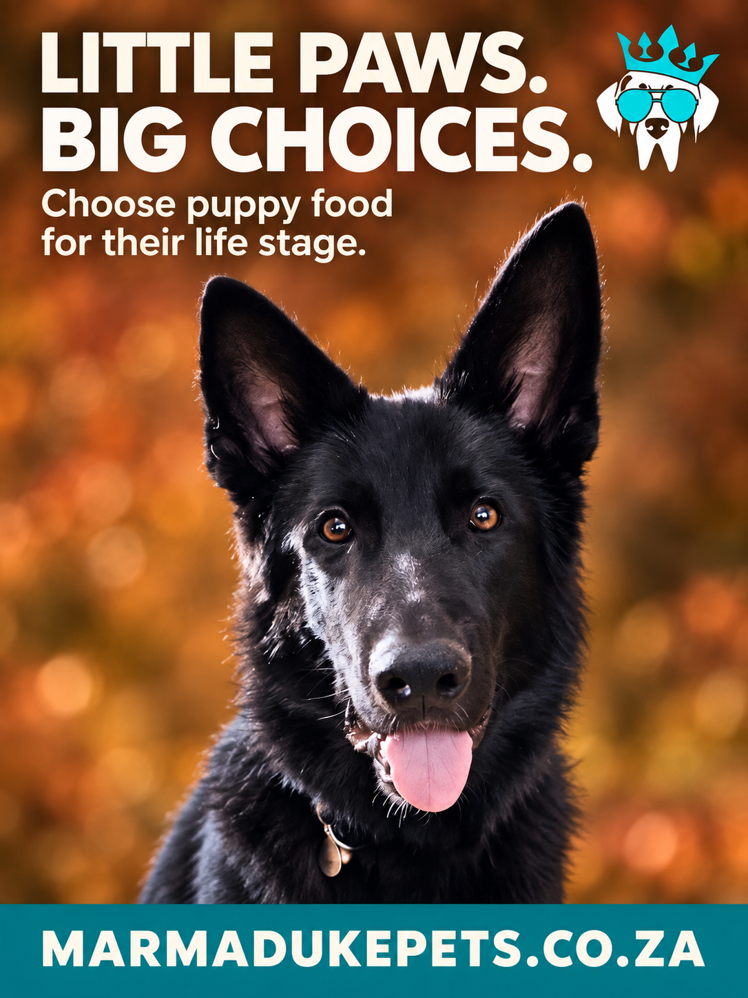 Choosing puppy food by life stage and breed size
